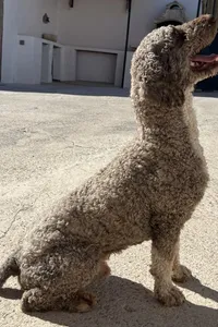 Curro, a small brown dog with floppy ears